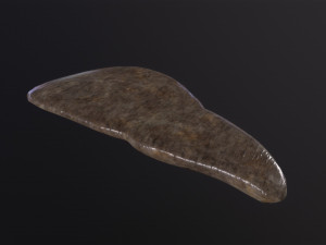 Human Liver 3D Model