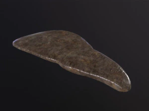 Foie humain Modèle 3D