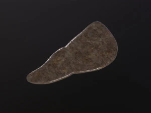 Human Liver 3D Model
