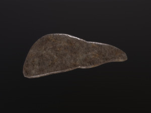 Human Liver 3Dモデル