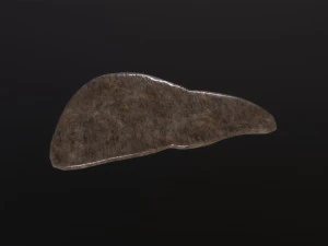 Human Liver 3D Model