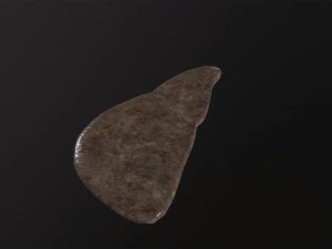 Human Liver 3D Model