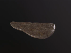 Human Liver 3D Model