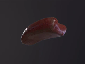 Severed Tongue 3D Model