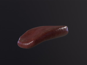 Severed Tongue 3D Модель