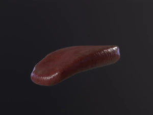 Severed Tongue 3D Model