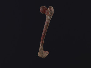 Bone Modèle 3D