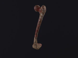 Knochen 3D Modell