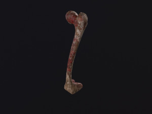 Bone 3D Model