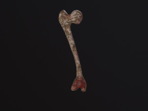 Bone 3D Model