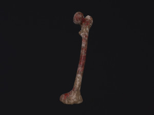 Bone 3D Model