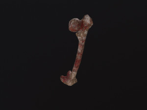 Bone 3D Model