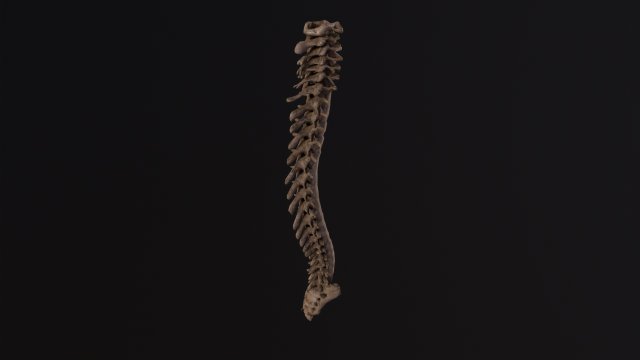 Human spine 3D 모델 .c4d .max .obj .3ds .fbx .stl .blend 