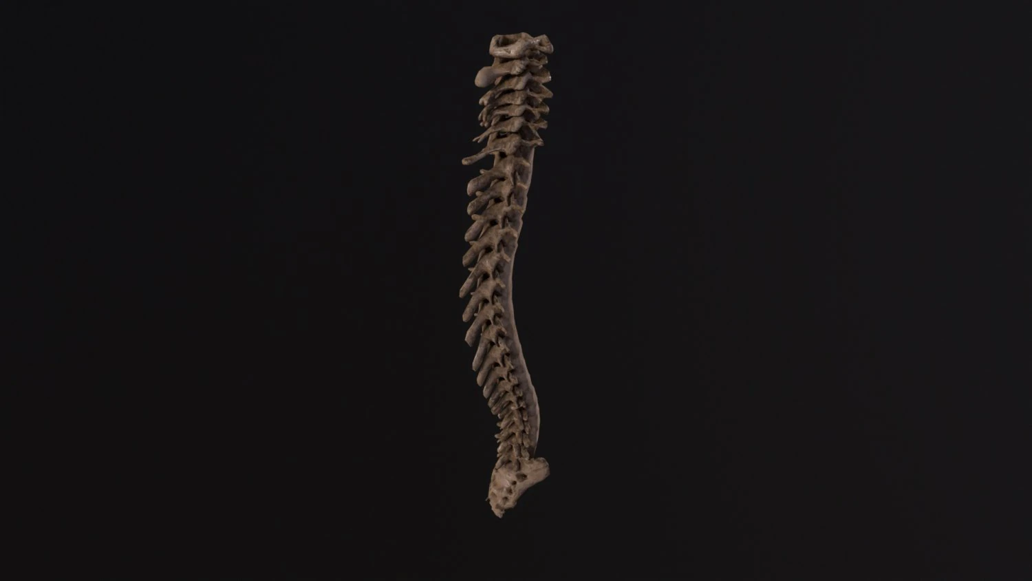 Human spine 3D Model .c4d .max .obj .3ds .fbx .stl .blend 