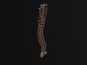 Human spine 3D Model