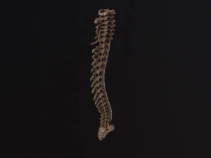 Colonne vert&eacute;brale humaine Modèle 3D