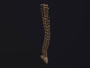 Human spine 3D Model