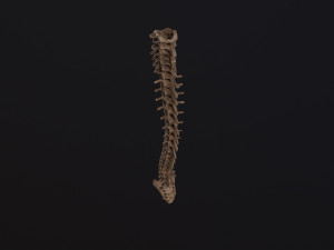 Human spine 3D 모델