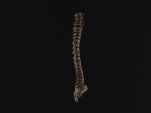 Human spine 3D 모델