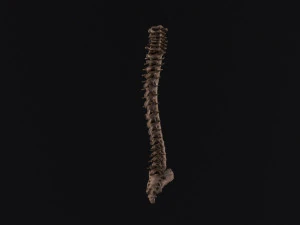 Human spine 3D Model