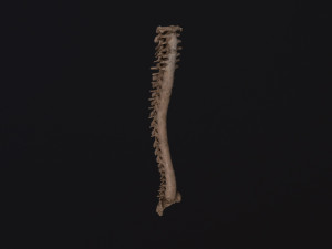 Human spine 3D 모델