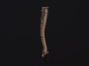 Human spine 3D Model