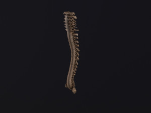 Human spine 3D 모델