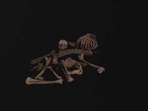 Dead Skeleton 3D Model