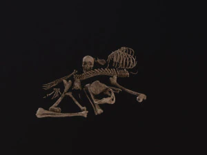 Dead Skeleton 3D Model