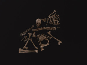 Dead Skeleton 3D Model
