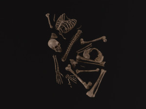Dead Skeleton 3D Model