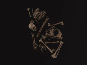 Dead Skeleton 3D Model