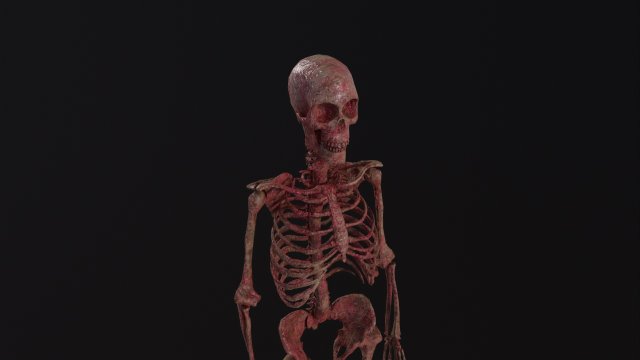 Human Skeleton Modelo 3D .c4d .max .obj .3ds .fbx .stl .blend
