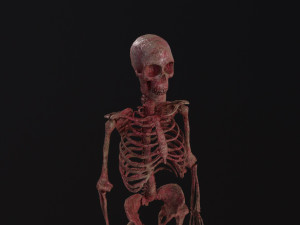Human Skeleton 3D मॉडल
