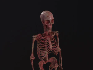 Menschliches Skelett 3D Modell