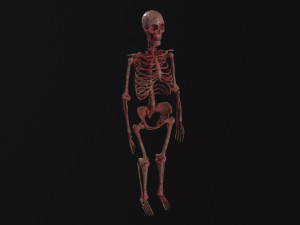 Human Skeleton Modelo 3D