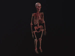 Human Skeleton 3D Model