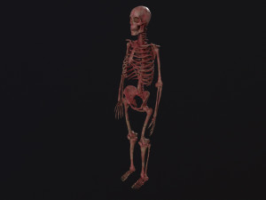 Human Skeleton Modelo 3D