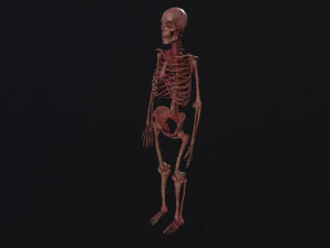 Human Skeleton 3D Model