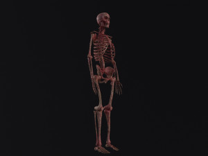Human Skeleton Modelo 3D