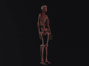 Human Skeleton 3D Model