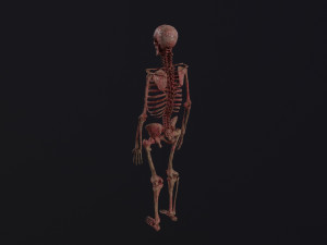 Human Skeleton Modelo 3D