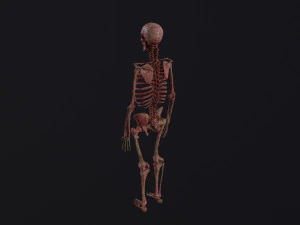 Human Skeleton 3D Model