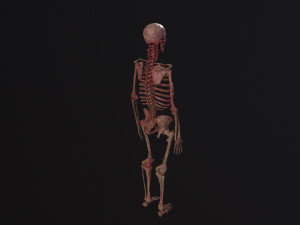 Human Skeleton Modelo 3D