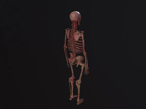 Human Skeleton 3D Model