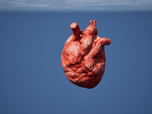 Heart Organ 3D 模型