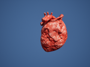 Heart Organ Modello 3D
