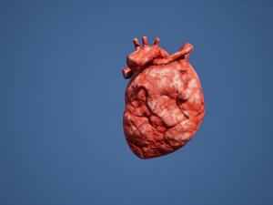 Narząd Serca Model 3D