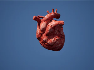 Narząd Serca Model 3D