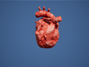Heart Organ Modello 3D